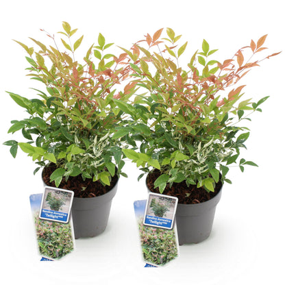 GreenboutiQ - Gartenpflanze - Nandina Twilight - Bunt & Rosa - 2 Pflanzen - Immergrün - Wenig Pflege - Topf 17cm Höhe 45cm 