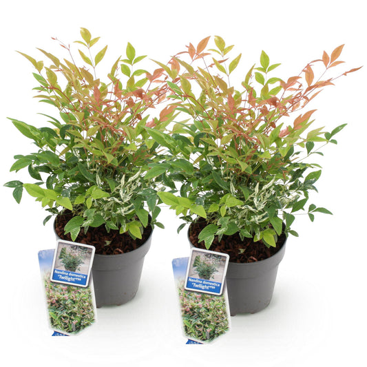 GreenboutiQ - Gartenpflanze - Nandina Twilight - Bunt & Rosa - 2 Pflanzen - Immergrün - Wenig Pflege - Topf 17cm Höhe 45cm 