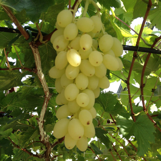 Green boutiQ - Fruit plant - Vitis vinifera Lakemont - Grape plant - Winter hardy - Golden Yellow Grape - 2 Plants - Pot 15cm - Height 50cm 