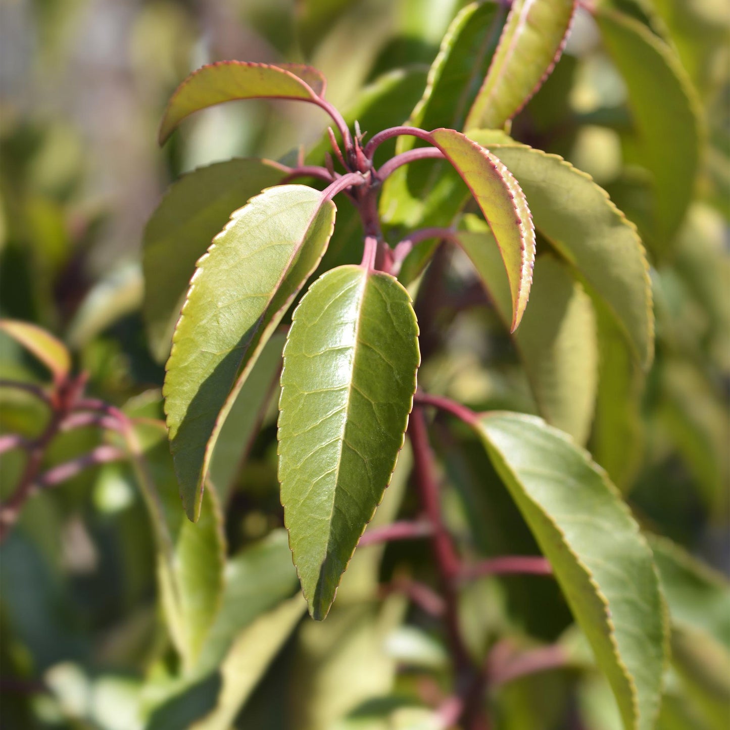 Chickasa-Pflaume – Prunus lusitanica Angustifolia – 6 Pflanzen – Heckenpflanze 1 m – Immergrün – Blatt grün – 17 cm – Höhe 50 cm – Perfekt für dichte Hecken & Sichtschutz 