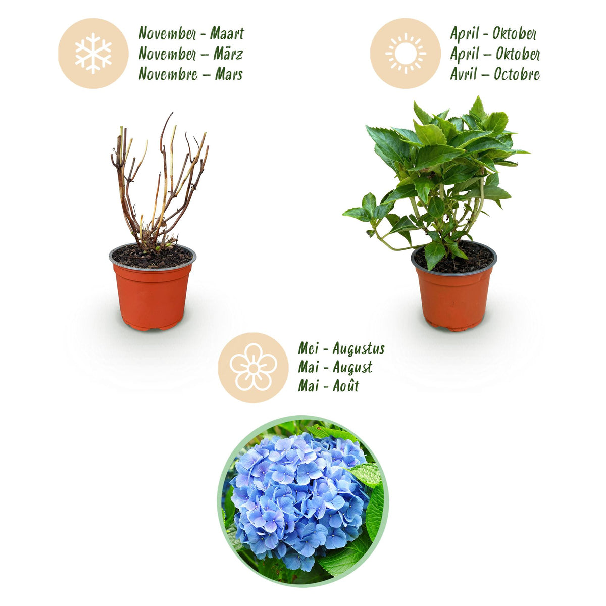 Green boutiQ - Gartenpflanze - Hydrangea macrophylla Blau - Hortensie - Winterhart - Blau - 1 Pflanze - Topf 12cm - Höhe 20-30cm 