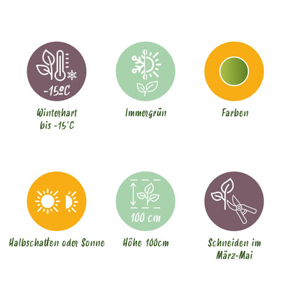 GreenboutiQ - Gartenpflanze - Nandina Lemon & Lime - Gelb - 2 Pflanzen - Immergrün - Wenig Pflege - Topf 17cm Höhe 45cm 