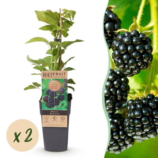 Green boutiQ - Fruit Plant - Rubus occ. Black Jewel - Blackberry Plant - Hardy - Black Raspberry - 2 Plants - Pot 15cm - Height 50cm 