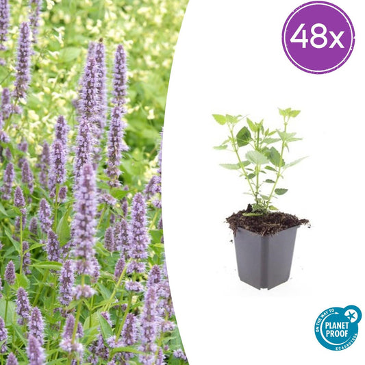 Agastache 'Blue Fortune' – lavendelblaue Blüten – 48 Pflanzen – bienenfreundlich – duftende Staude – Ø9cm – ↕10–25cm – pflegeleicht – sonnig – naturnaher Garten 