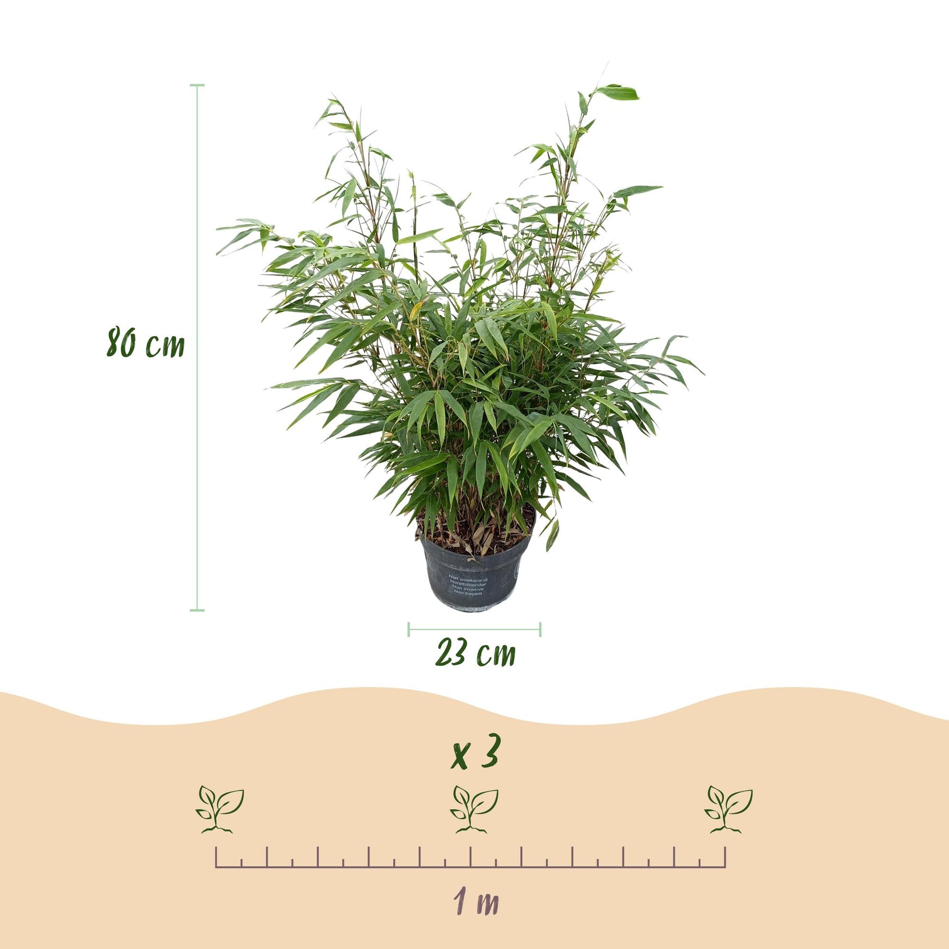 Green boutiQ - Gräser - Fargesia robusta Pingwu - Bambus - Wuchsform: Nicht Ausläuferbildend - Grün - 2 Pflanzen - Topf 23 cm - Höhe 80 cm 