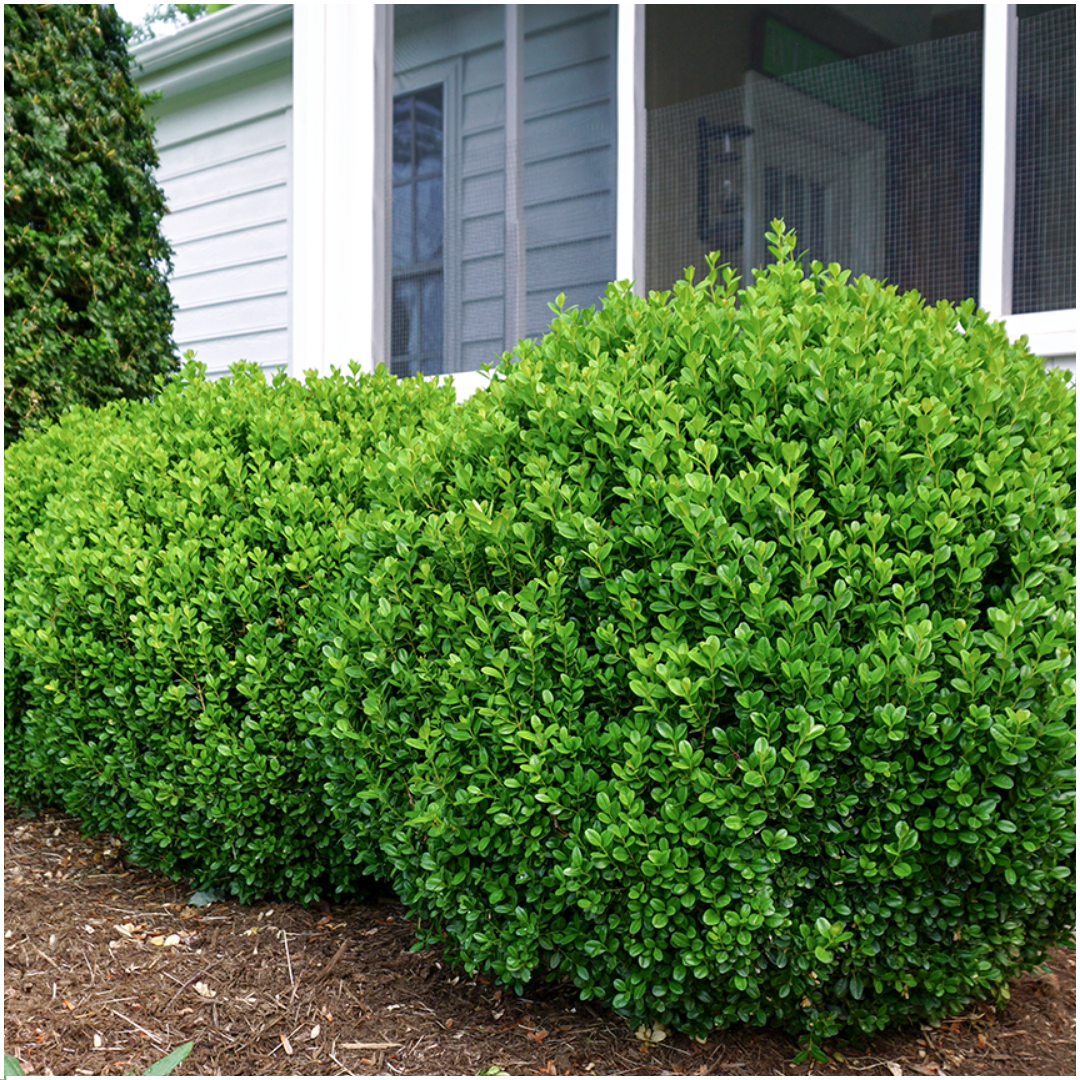 Buchsbaum – Buxus NewGen Freedom – 12 Pflanzen – Ø7 cm Topf – ca. 15 cm hoch – winterhart & pilzresistent – ideal für Hecken & Formschnitt 