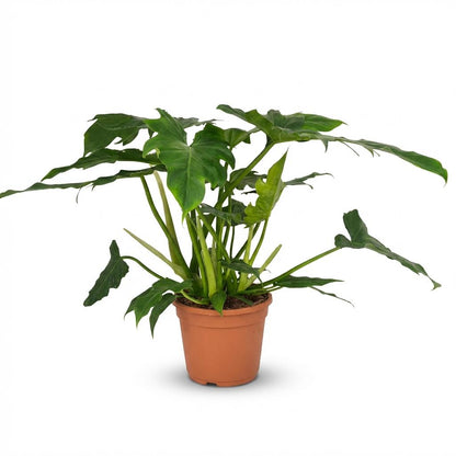Green boutiQ - Zimmerpflanze - Philodendron - Philodendron Lacerum - Grün - Pflegeleicht - 1 Pflanze - Topf 19cm - Höhe 65cm 