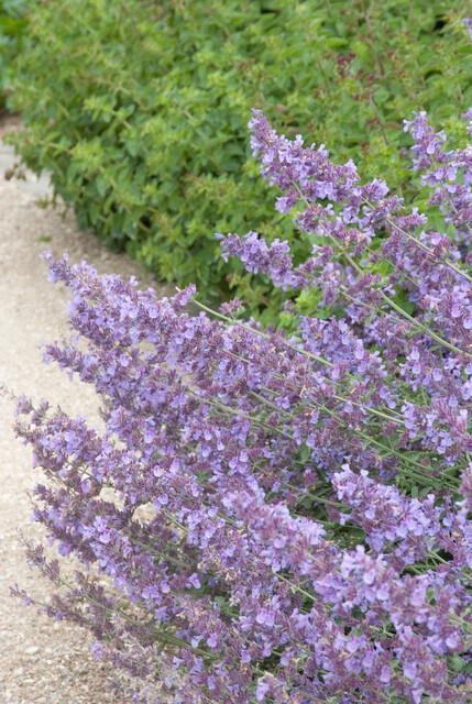 Nepeta ‘Walker’s Low’ – 48 Pflanzen – ↕10-25cm – Ø9cm – Lavendelblau – Aromatisches Laub – Pflegeleicht – Sonne – Bienen & Schmetterlinge