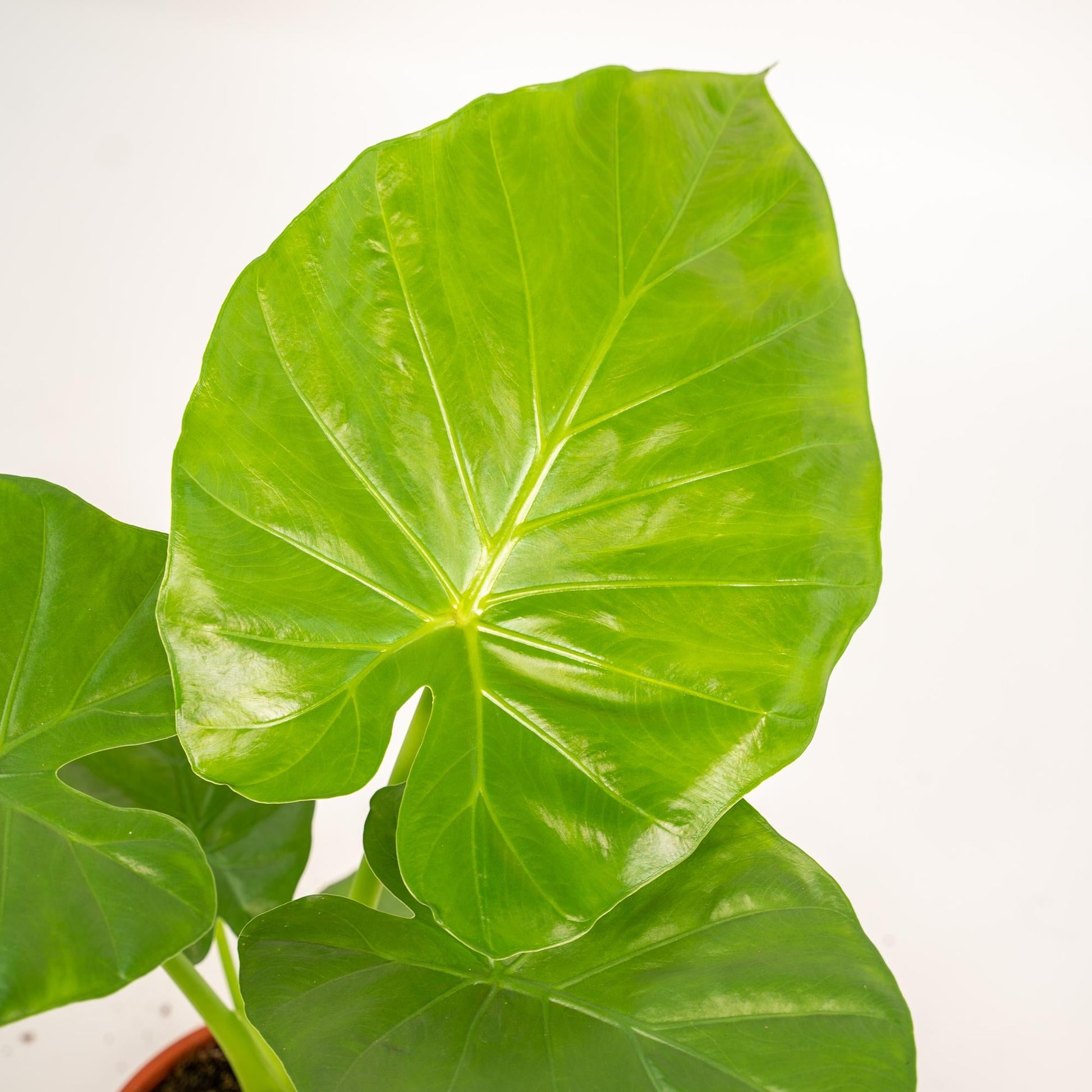 Pfeilblatt - Alocasia Macrorrhiza - Zimmerpflanze - Ø19cm - ↕70cm + Korb Selin 