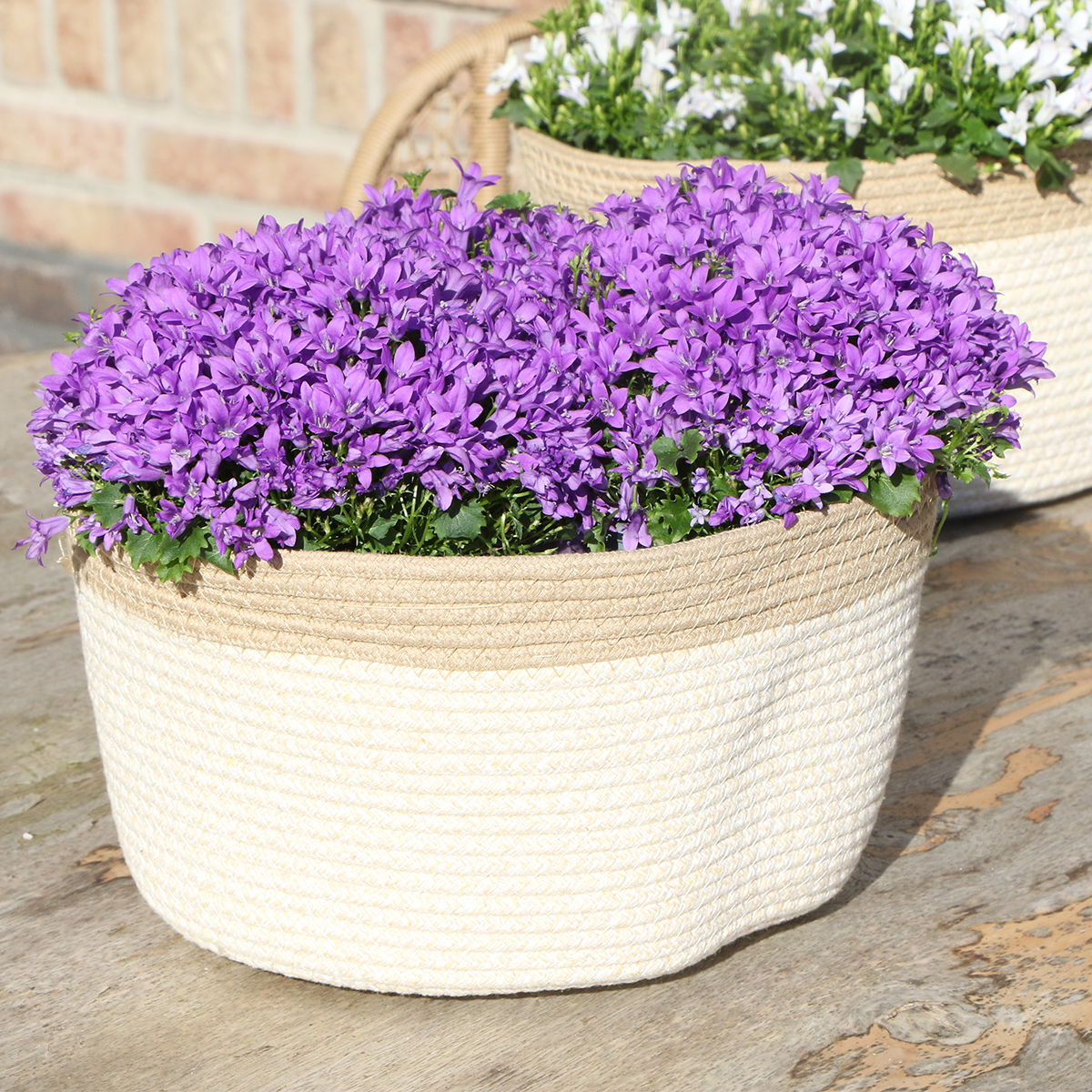 Campanula Addenda Ambella Intense purple - Baumwollschale mit Campanula mit Bewässerungssystem - 3 Stück - Glockenblume lila - Topfgröße 12cm 