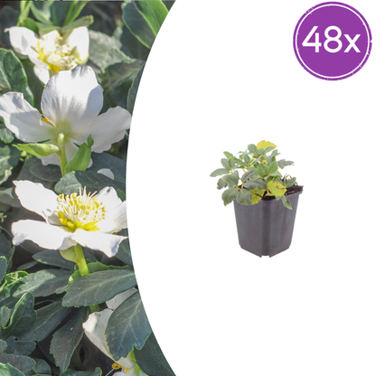 Helleborus orientalis Lenzrose – 48 Pflanzen – Ø9cm – Höhe 10-25cm – Winterharte Staude – Frühe Blüte – Für Schattenbeet, Unterpflanzung & Garten