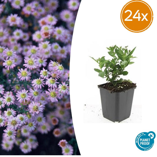 Aster ageratoides 'Stardust' – 24 Pflanzen – ↕10-25cm – Ø9cm – Herbstaster – Weiße Blüten – Sonne & Halbschatten – Pflegeleicht – Beete & Container