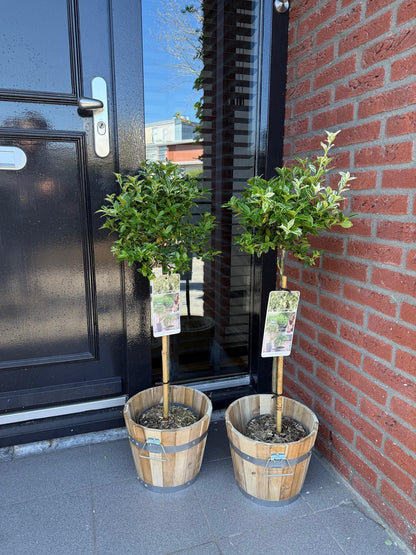 Euonymus fortunei ‘Harlequin’ – Immergrüne Stamm-Pflanze – Terrassen- & Gartenpflanze – pflegeleicht & kompakt – Topf Ø19cm – Höhe ca. 90cm 