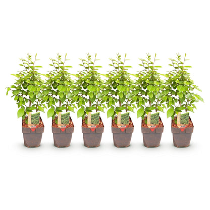 Gemeine Hainbuche Carpinus betulus – Heckenpflanze – 6 Pflanzen – 1 laufender Meter – 17 cm – Höhe 55 cm – Dichtes Laub – Privatsphäre 