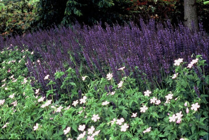 Salvia nemorosa 'Mainacht' – Blau blühender Steppensalbei – 24 Pflanzen – bienenfreundlich & trockenheitstolerant – ↕10-25cm – Ø9cm 