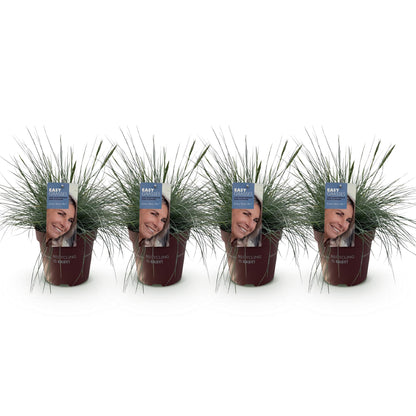 Festuca glauca Intense Blue – Blauschwingel – Ziergras – 4 Pflanzen – Immergrün & pflegeleicht – Topf Ø17cm – Höhe ca. 50cm – Trockenheitsresistent