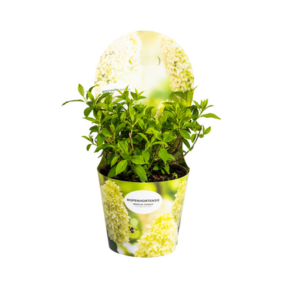 Rispenhortensie - Hydrangea paniculata Magical Candle Ø19cm - ↕30 - 40cm