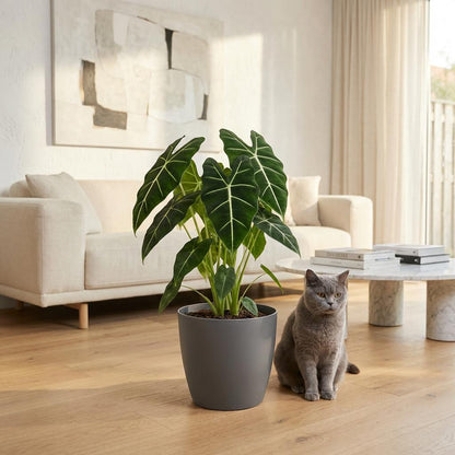 Green boutiQ - Zimmerpflanze - Elefantenohr - Alocasia Frydek - Grün - Pflegeleicht - 1 Pflanze - mit Potter Grau - Topf 19cm - Höhe 60cm 