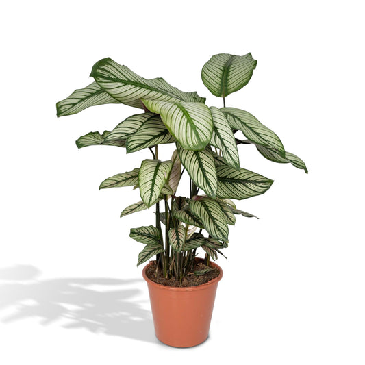 Calathea Whitestar – Ø19cm x H50cm – Tropische Zimmerpflanze mit lebendigem Blattspiel – Luftreinigend & pflegeleicht – Im Pflanztopf – Ideal für halbschattige Standorte 