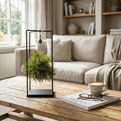 Luftpflanze Tillandsia im Dekor Ø14cm Höhe37cm – Erdefreie Air Plant in dekorativer Schale – Modernes Pflanzen-Dekoobjekt für Wohnraum & Büro 