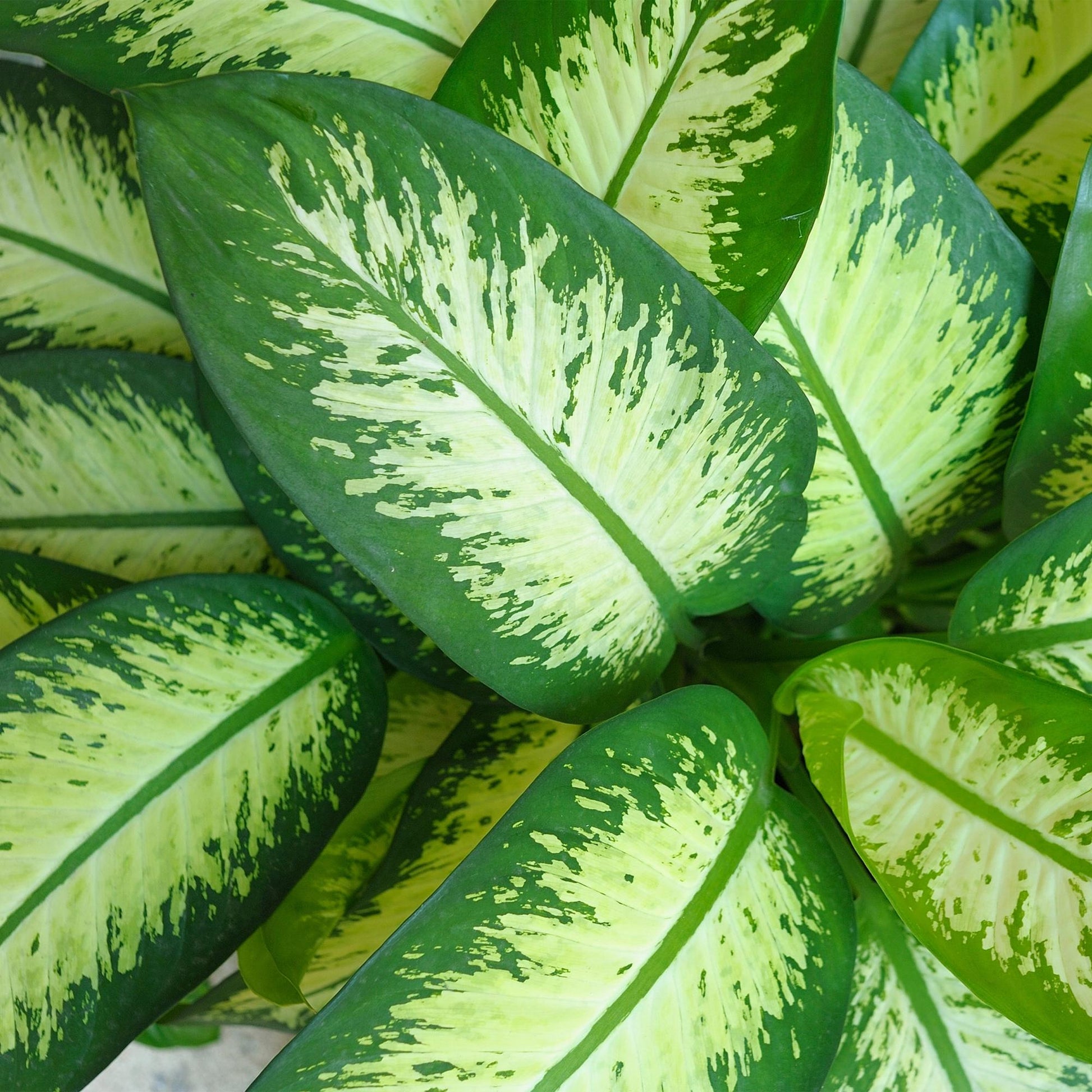 Green boutiQ - Zimmerpflanzen - Diefenbachia Tropic Snow - Dieffenbachia - Wenig Pflege - Bunt - 1 Pflanze - Topf 21cm - Höhe 90-100cm 