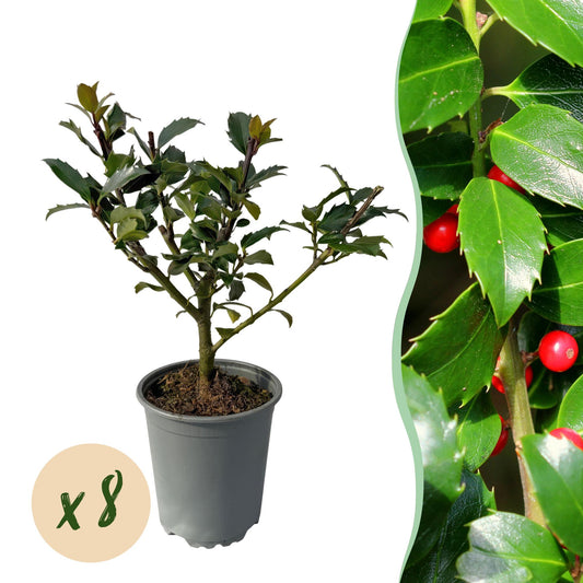 Stechpalme – Ilex meserveae Blue Maid – Heckenpflanze – Blatt grün – 8 Pflanzen – 1 laufender Meter – immergrün – 9cm Höhe 25-30cm 