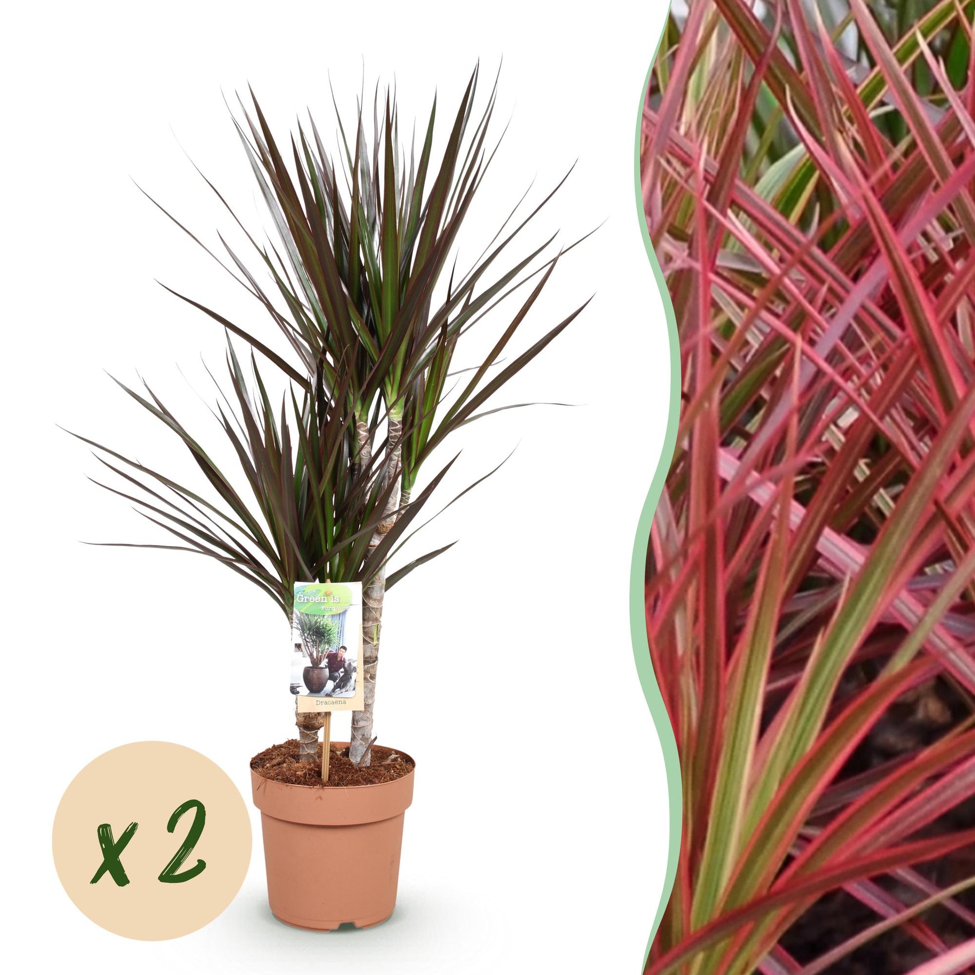 Green boutiQ - Zimmerpflanzen - Dracaena Magenta - Drachenblutbaum - wenig Pflege - Rot - 2 Pflanzen - Topf 17cm - Höhe 70-80cm 