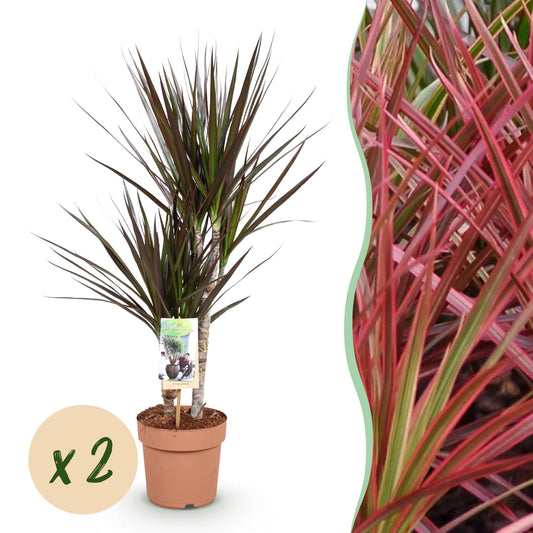 Green boutiQ - Zimmerpflanzen - Dracaena Magenta - Drachenblutbaum - wenig Pflege - Rot - 2 Pflanzen - Topf 17cm - Höhe 70-80cm 