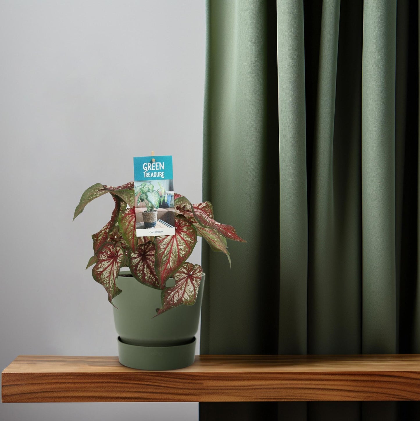 Caladium Bicolor – Engelsschwingen – Ø12cm – ↕25cm – Tropische Zimmerpflanze mit auffälligem Laub – Pflegeleicht & luftreinigend – Ideal für halbschattige Standorte 
