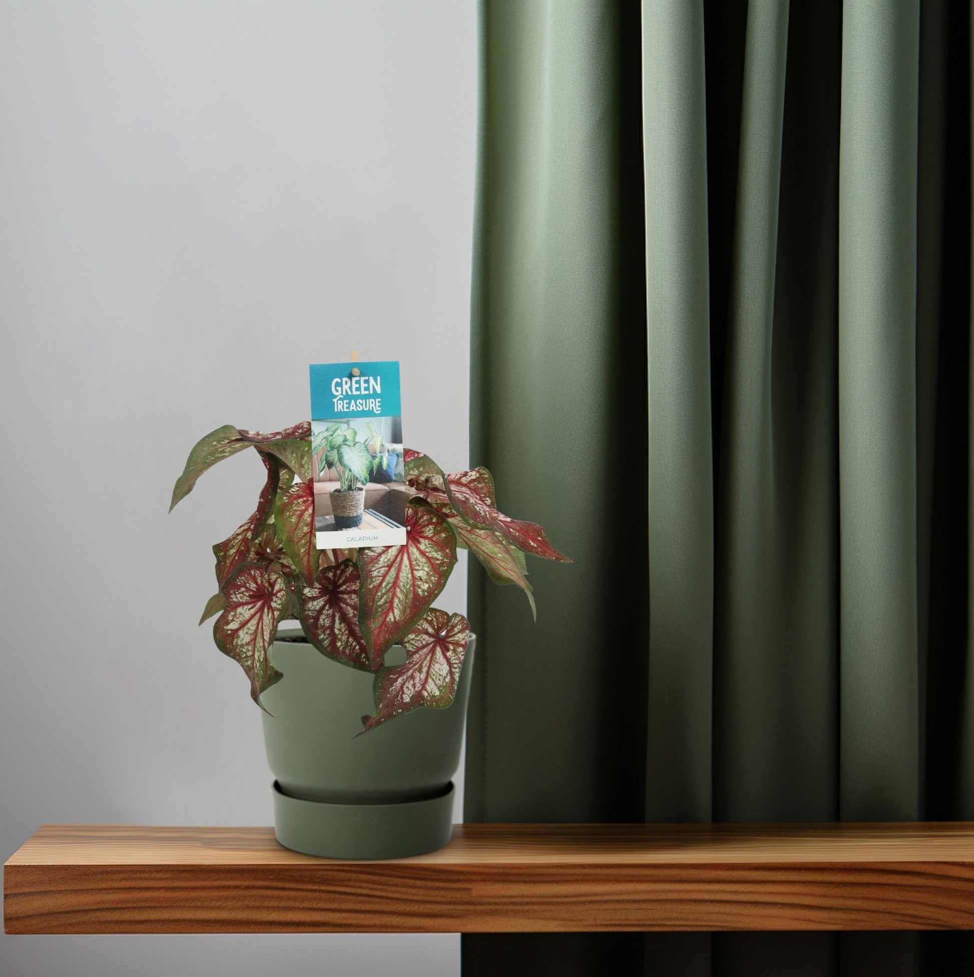 Caladium Bicolor – Engelsschwingen – Ø12cm – ↕25cm – Tropische Zimmerpflanze mit auffälligem Laub – Pflegeleicht & luftreinigend – Ideal für halbschattige Standorte 