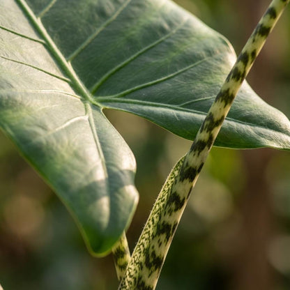 Green boutiQ - Zimmerpflanze - Elefantenohr - Alocasia Zebrina - Grün - Pflegeleicht - 1 Pflanze - inkl. Korb - Topf 21 cm - Höhe 70 - 75 cm 