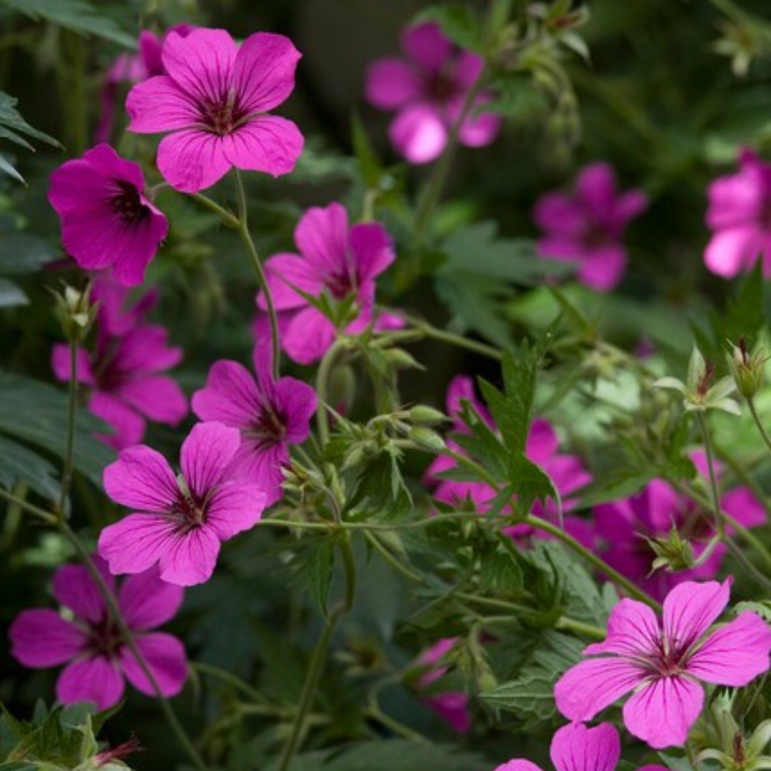 Geranium sanguineum Max Frei – 60 Pflanzen – Ø9cm – Höhe 10-25cm – Karminroter Storchschnabel – Winterharter Bodendecker – Für Beet, Steingarten & Flächenpflanzung