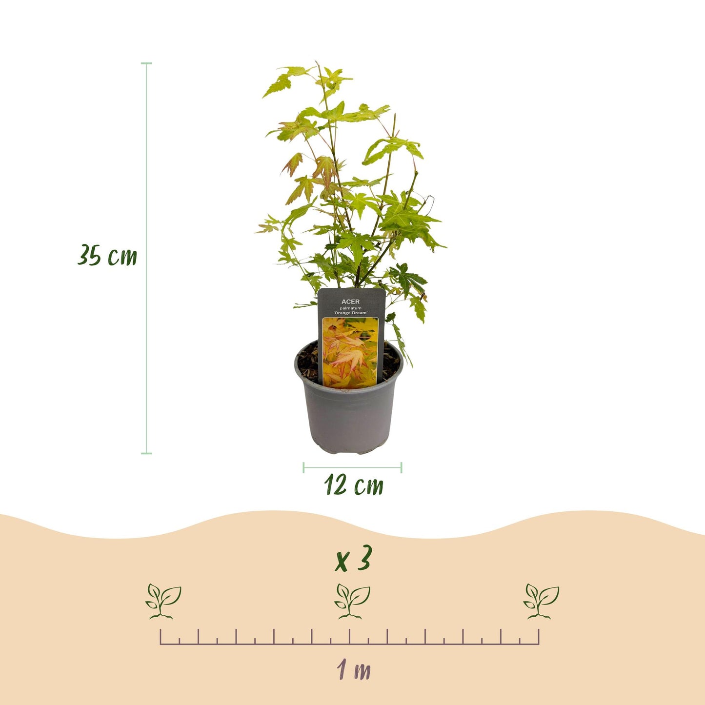 GreenboutiQ - Gartenpflanze - Acer palmatum Orange Dream - Orange - 3 Pflanzen - Laubabwerfend - Wenig Pflege - Topf 12cm Höhe 35cm 