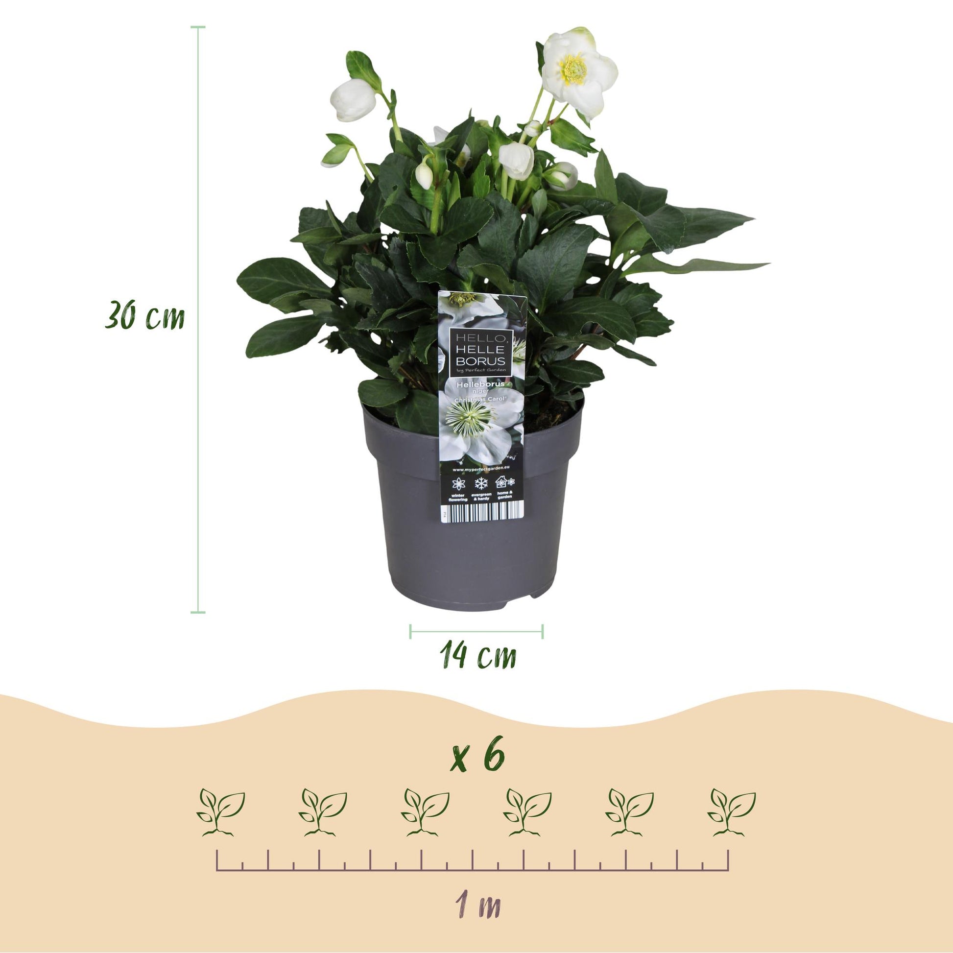 GreenboutiQ - Gartenpflanze - Weihnachtsrose - Helleborus Christmas Carol - Weiße Blüte - 2 Pflanzen - Immergrün - Topf 14cm Höhe 30cm 