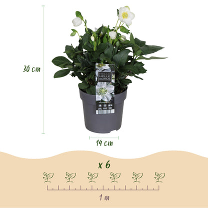 GreenboutiQ - Gartenpflanze - Weihnachtsrose - Helleborus Christmas Carol - Weiße Blüte - 2 Pflanzen - Immergrün - Topf 14cm Höhe 30cm 