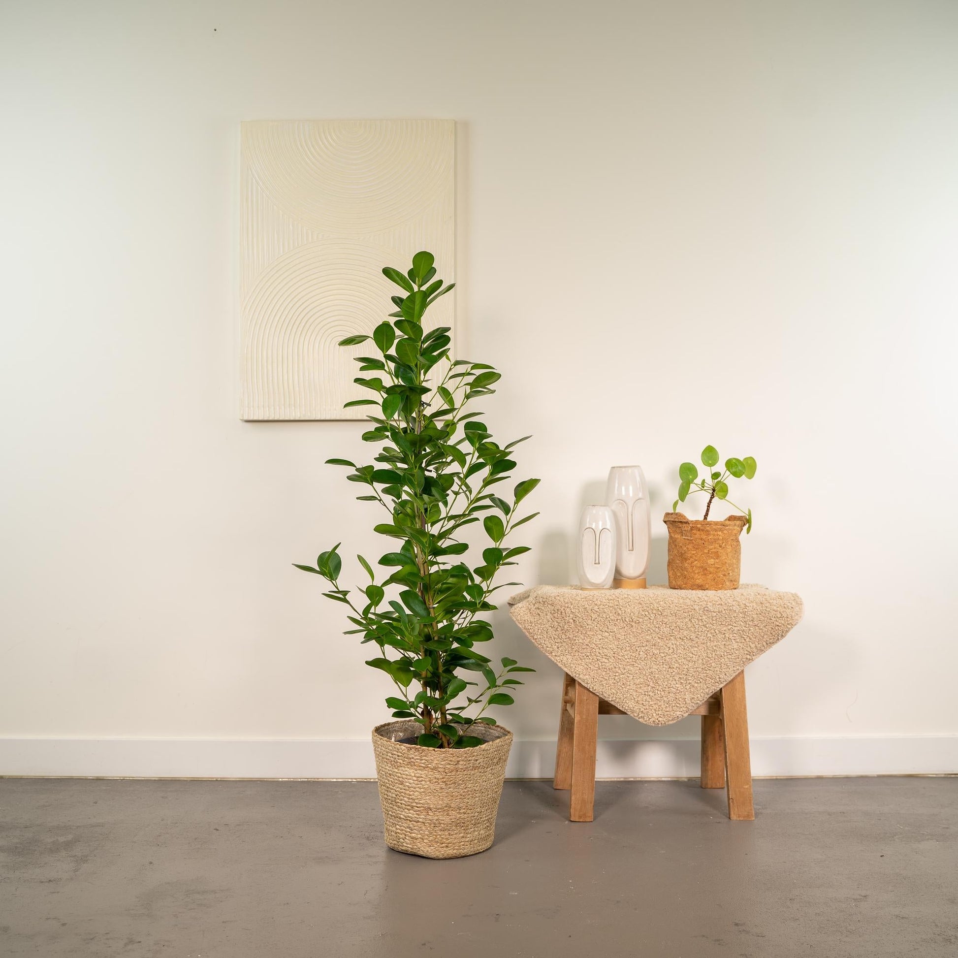 Ficus microcarpa Moclame - Ø21cm - ↕95cm + Korb Selin 
