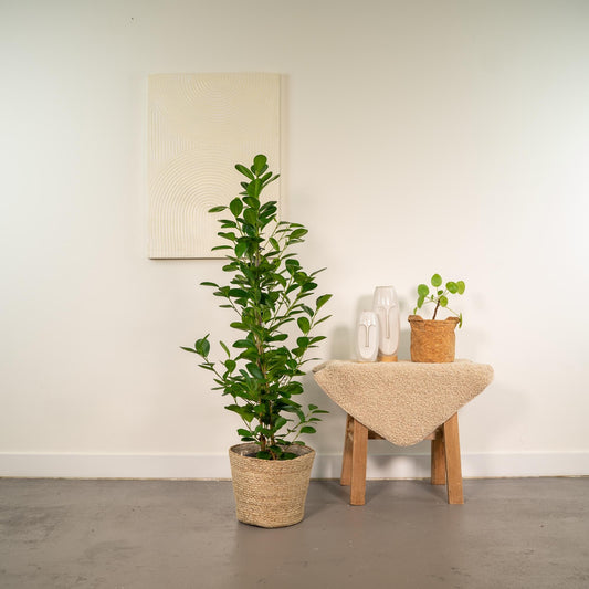 Ficus microcarpa Moclame - Ø21cm - ↕95cm + Korb Selin 