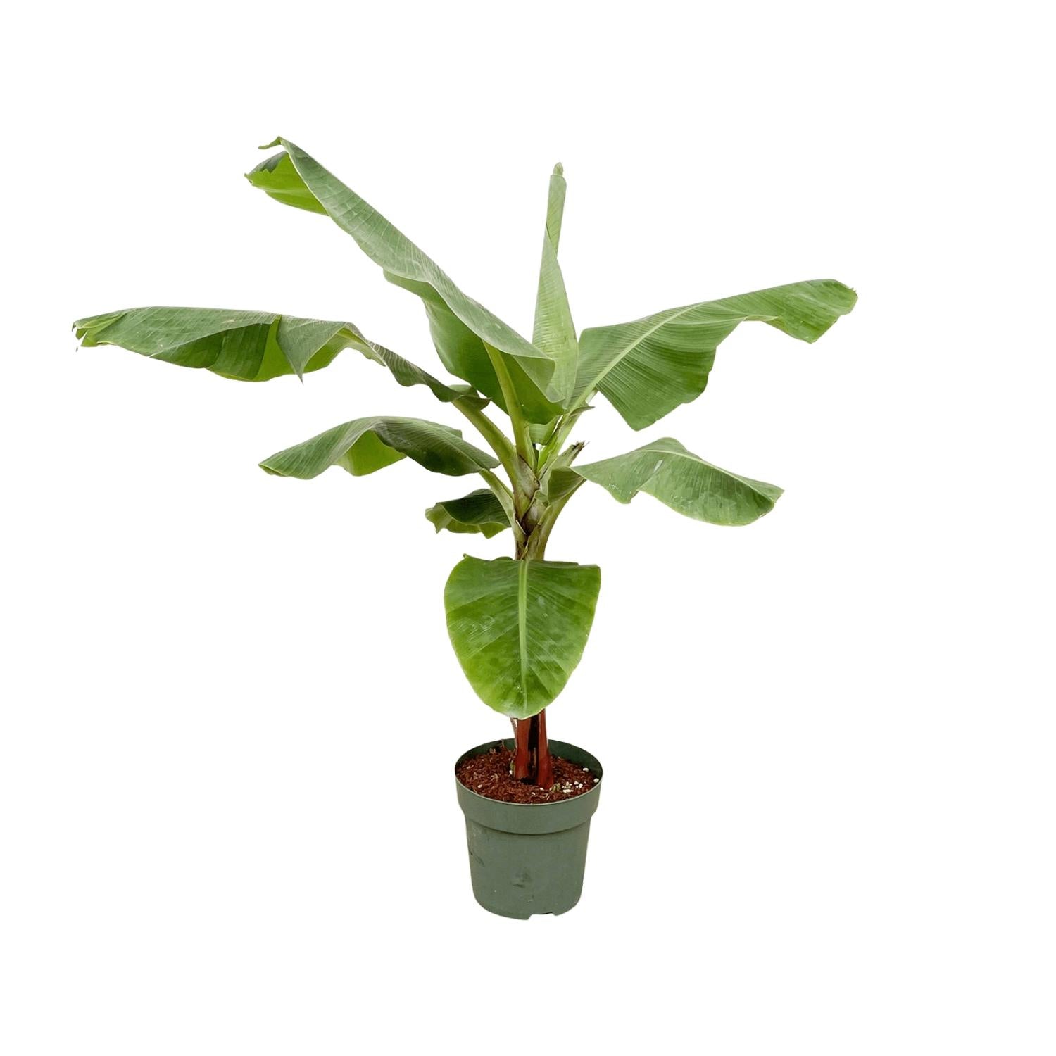 Bananenpflanze – Musa – ca. 160 cm hoch – Ø30 cm – tropische Zimmerpflanze – große grüne Blätter – dekorativ & pflegeleicht 