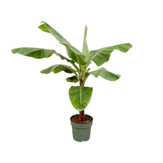 Bananenpflanze – Musa – ca. 160 cm hoch – Ø30 cm – tropische Zimmerpflanze – große grüne Blätter – dekorativ & pflegeleicht 