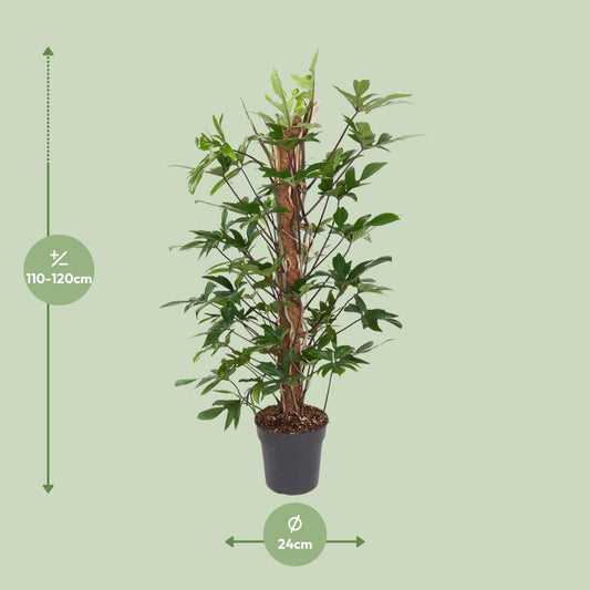Baumfreund - Philodendron Pedatum - Zimmerpflanze - Ø24cm - ↕120cm