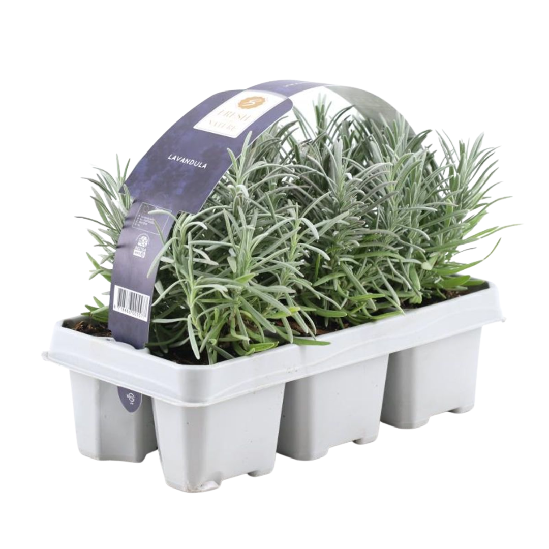 Echter Lavendel – Lavendel angustifolia – 6 Pflanzen – Ø7cm, ↕15cm – Duftend, Pflegeleicht & Winterhart – Für Garten, Balkon & Terrasse