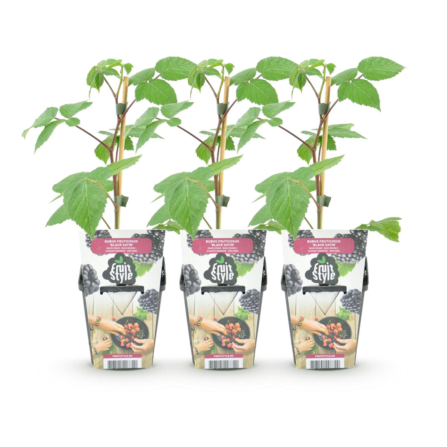 Brombeere Rubus fruticosus Black Satin winterhart 3 Pflanzen Ø9cm Höhe 30cm – Schwarze Brombeere für Garten Beet Balkon & Terrasse 