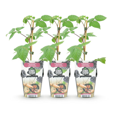 Brombeere Rubus fruticosus Black Satin winterhart 3 Pflanzen Ø9cm Höhe 30cm – Schwarze Brombeere für Garten Beet Balkon & Terrasse 