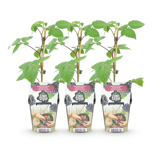 Brombeere Rubus fruticosus Black Satin winterhart 3 Pflanzen Ø9cm Höhe 30cm – Schwarze Brombeere für Garten Beet Balkon & Terrasse 