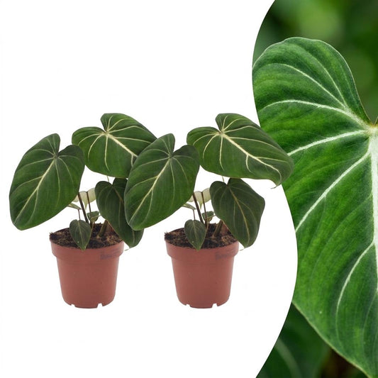Gloriosum-Baumfreund – Philodendron gloriosum – Topf Ø12cm – Höhe 25cm – Dekorative Zimmerpflanze