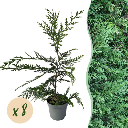 Leyland-Zypresse Cupressocyparis leylandii – Immergrüne Heckenpflanze – 8 Pflanzen – 1 m – 9 cm Höhe 35–40 cm – Schnellwachsend & Pflegeleicht
