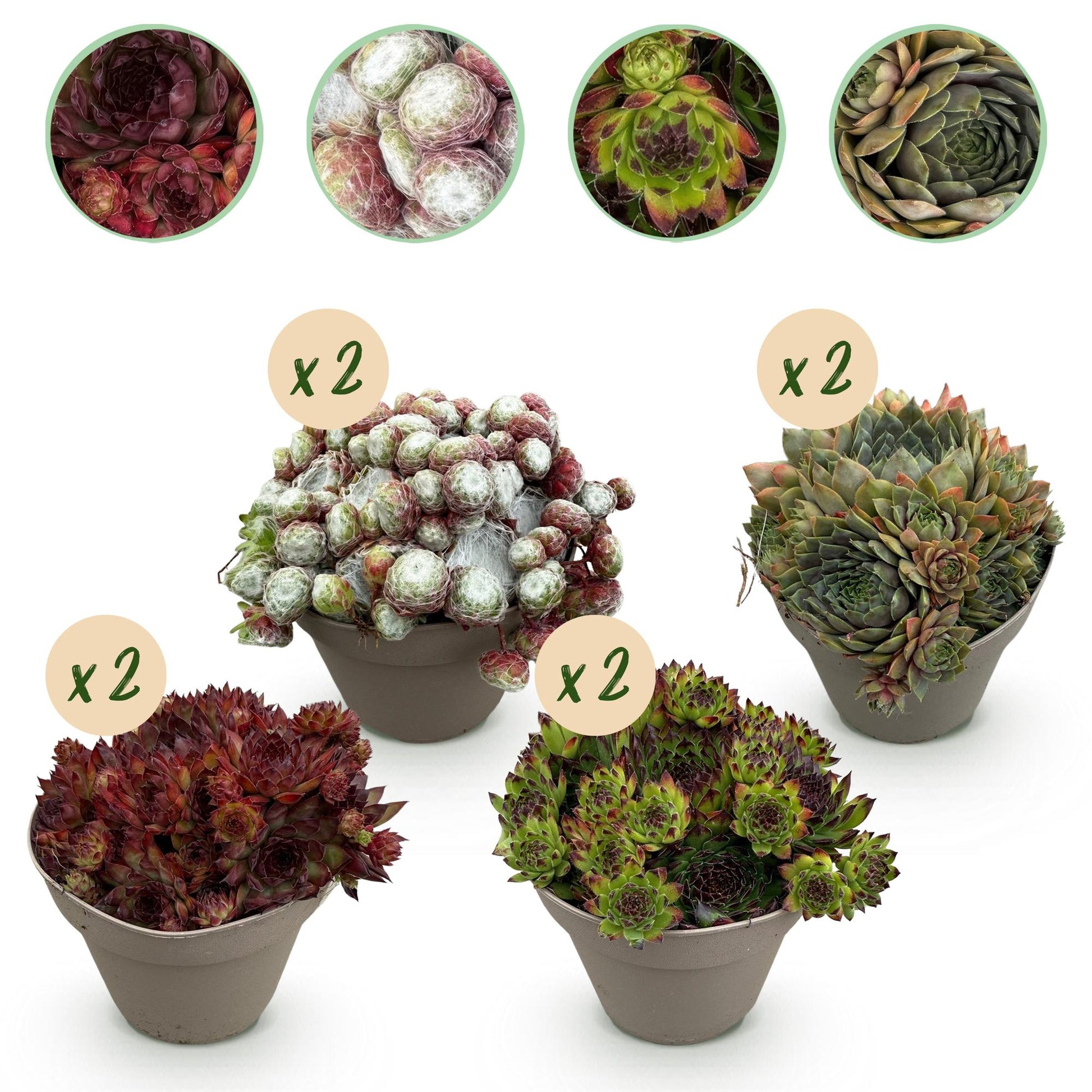 GreenboutiQ - Bodendecker - Winterhart - Sempervivum Big Sam - 8 Pflanzen - Verschiedene Farben - Wenig Pflege - Topf 14cm Höhe 17cm 