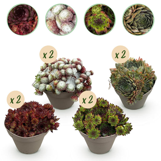 GreenboutiQ - Bodendecker - Winterhart - Sempervivum Big Sam - 8 Pflanzen - Verschiedene Farben - Wenig Pflege - Topf 14cm Höhe 17cm 