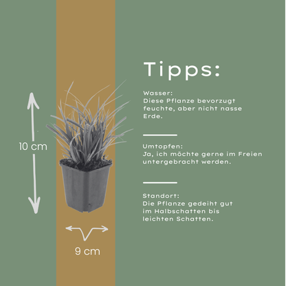 Japan-Segge Carex morrowii – 60 Pflanzen – Immergrünes Ziergras für Schatten & Halbschatten – Bodendecker für Beet & Garten – 10-25cm – Ø9cm – Winterhart & pflegeleicht