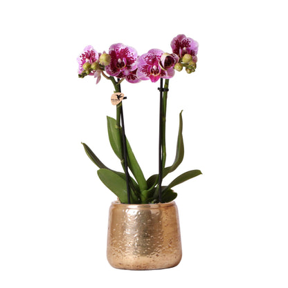 Phalaenopsis Orchidee „El Salvador“ Rosa-Lila – Blühende Zimmerpflanze im Luxus-Goldtopf Ø9cm – 35cm hoch – Exklusive Diamond-Linie – Frisch vom Züchter